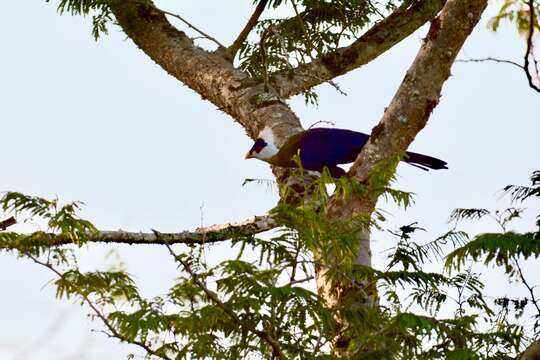 Image of White-crested Turaco