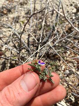 Image of Marina divaricata (Benth.) Barneby