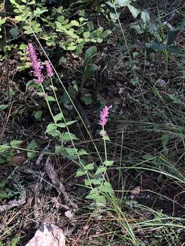 Imagem de Agastache breviflora (A. Gray) Epling