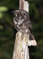 Image of Cuban Nightjar