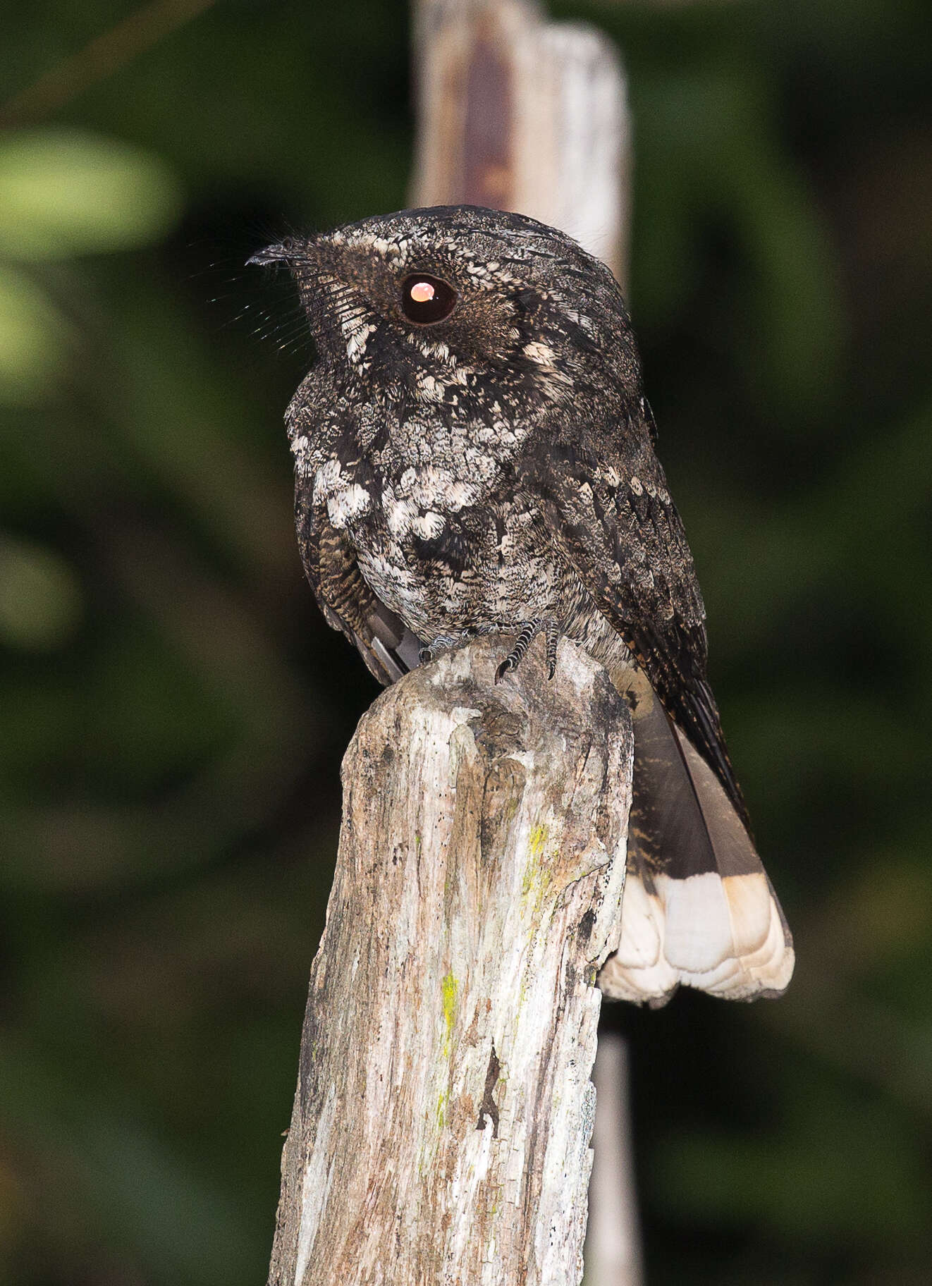 Image of Cuban Nightjar