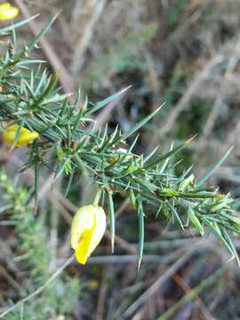 Image de Ulex parviflorus subsp. jussiaei (Webb) D. A. Webb