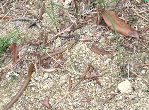 صورة Sibynophis chinensis (Günther 1889)