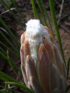 Image of Protea scorzonerifolia (Salisb. ex Knight) Rycroft