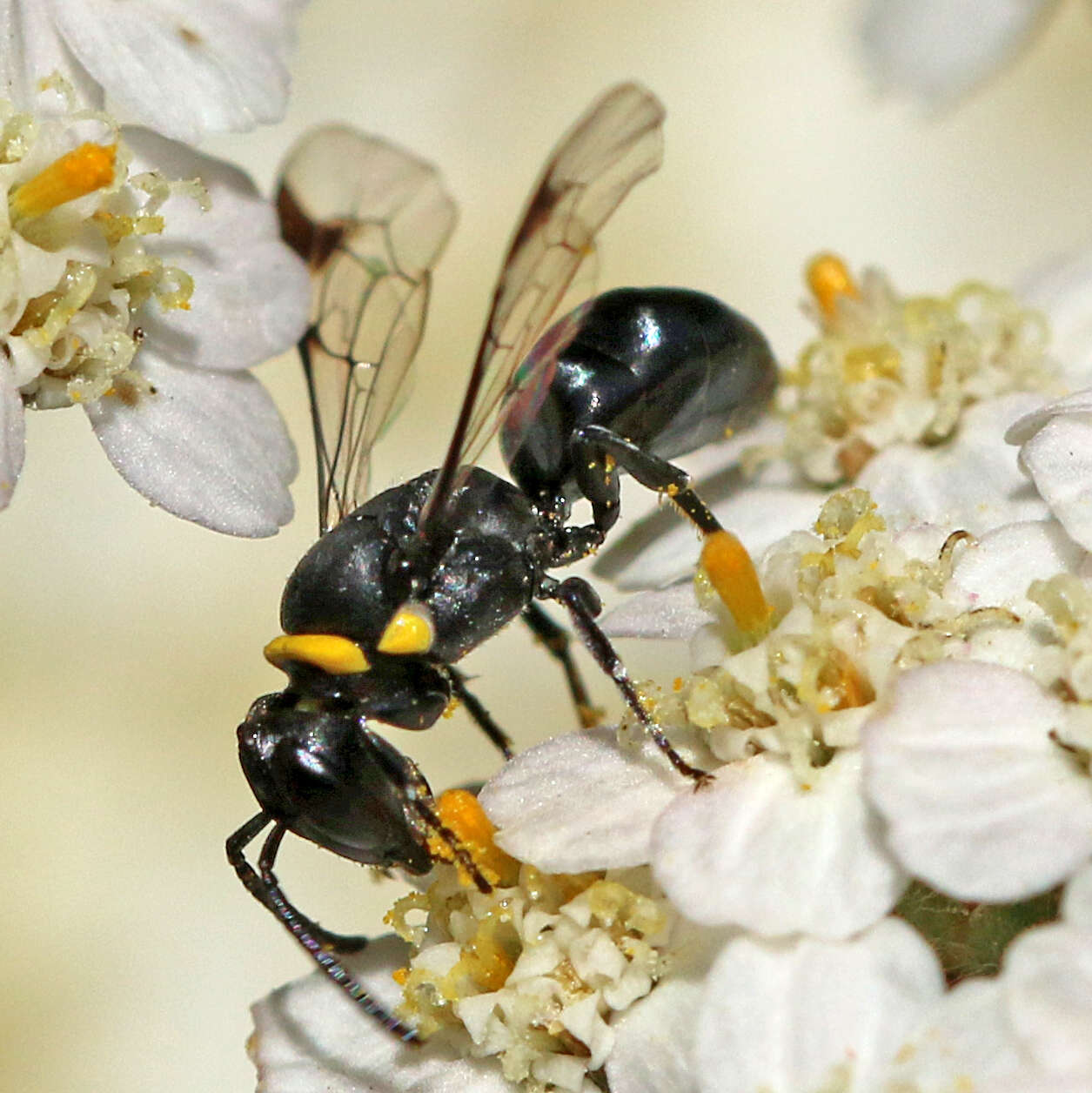 Imagem de Hylaeus primulipictus (Cockerell 1905)