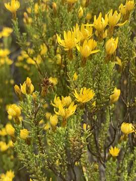 Image of Oedera sedifolia (DC.) A. A. Anderberg & K. Bremer