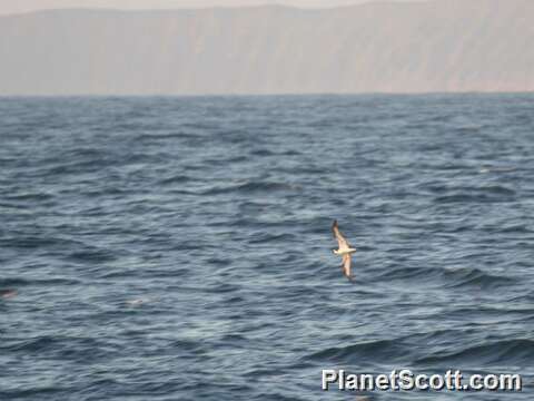 Image of Dark-rumped Petrel