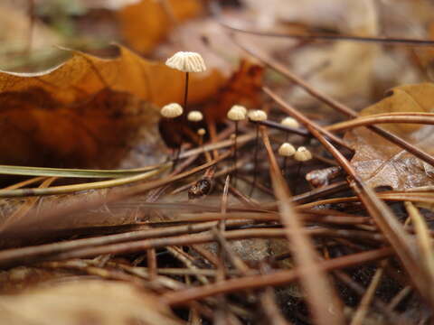 Imagem de Marasmius bulliardii Quél. 1878