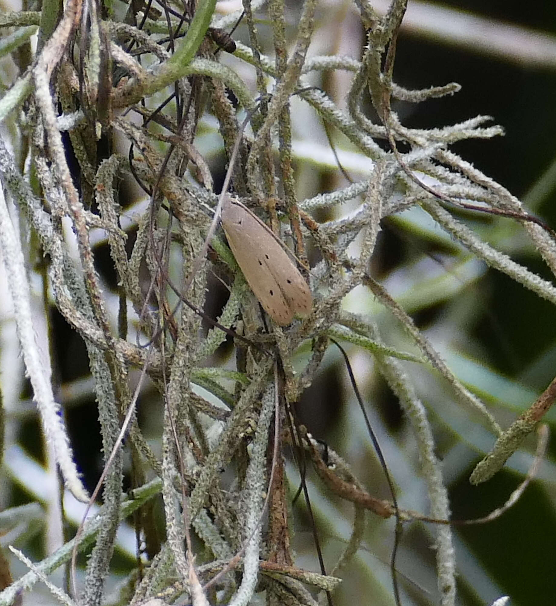 Image of Palm Leaf Skeletonizer