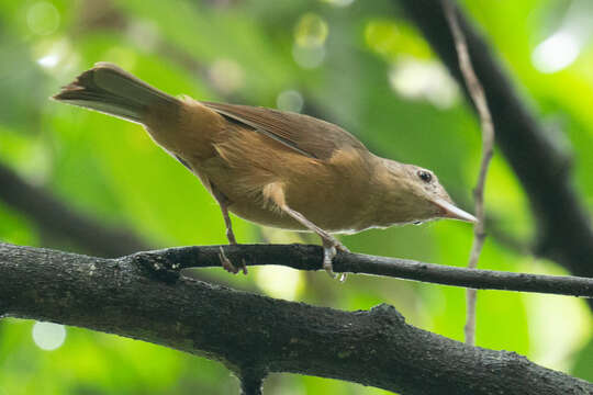 Image of Rufous Shrikethrush