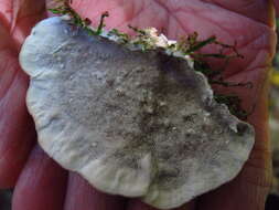 Image of Trametes hirsuta (Wulfen) Lloyd 1924