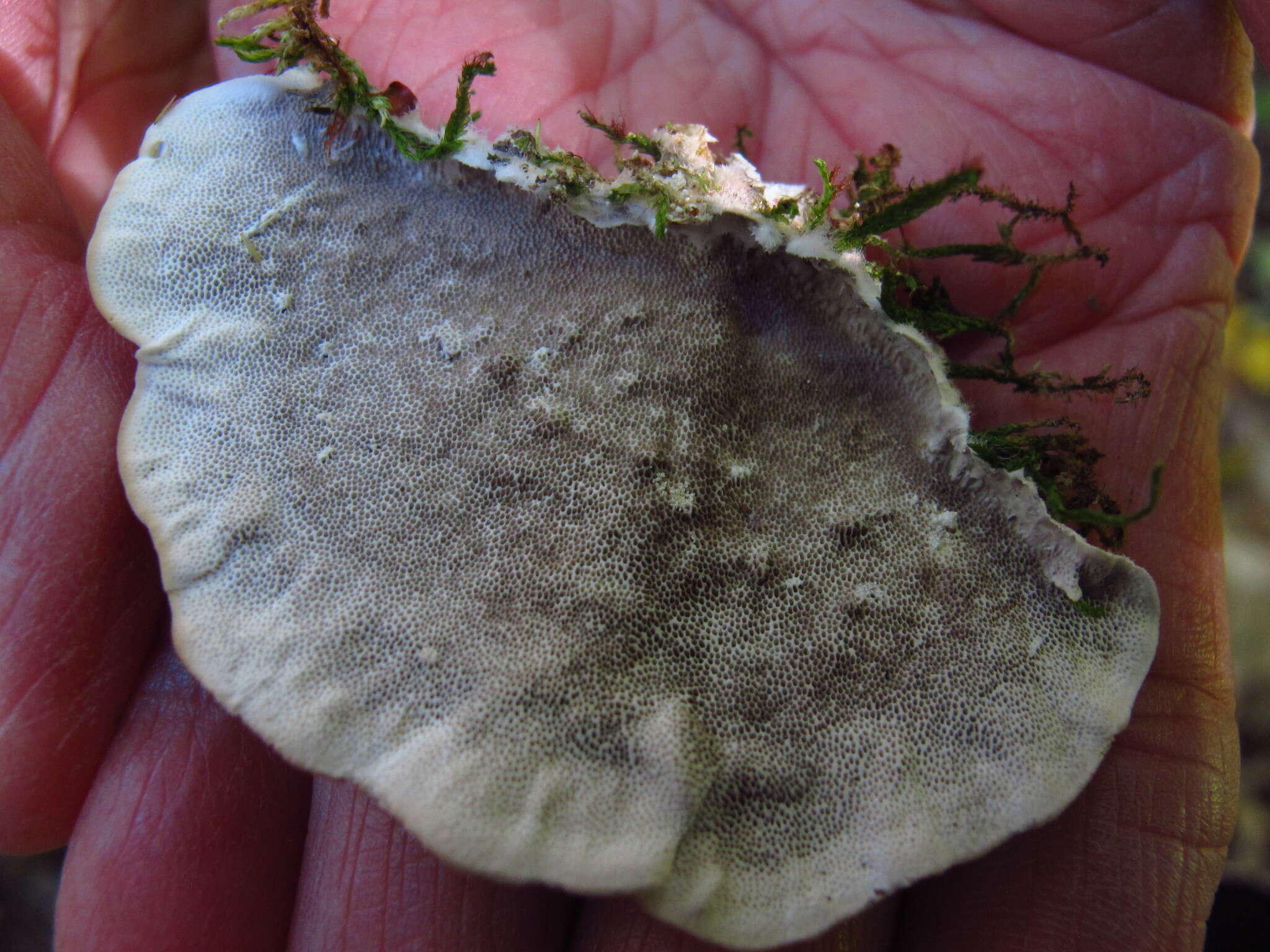 Image of Trametes hirsuta (Wulfen) Lloyd 1924