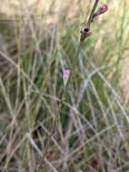 Image of Scale-Leaf False Foxglove