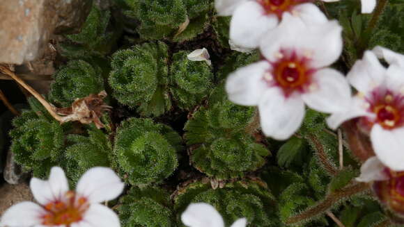 Image of Saxifraga pubescens Pourret