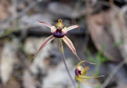 Image of Plain-lip spider orchid