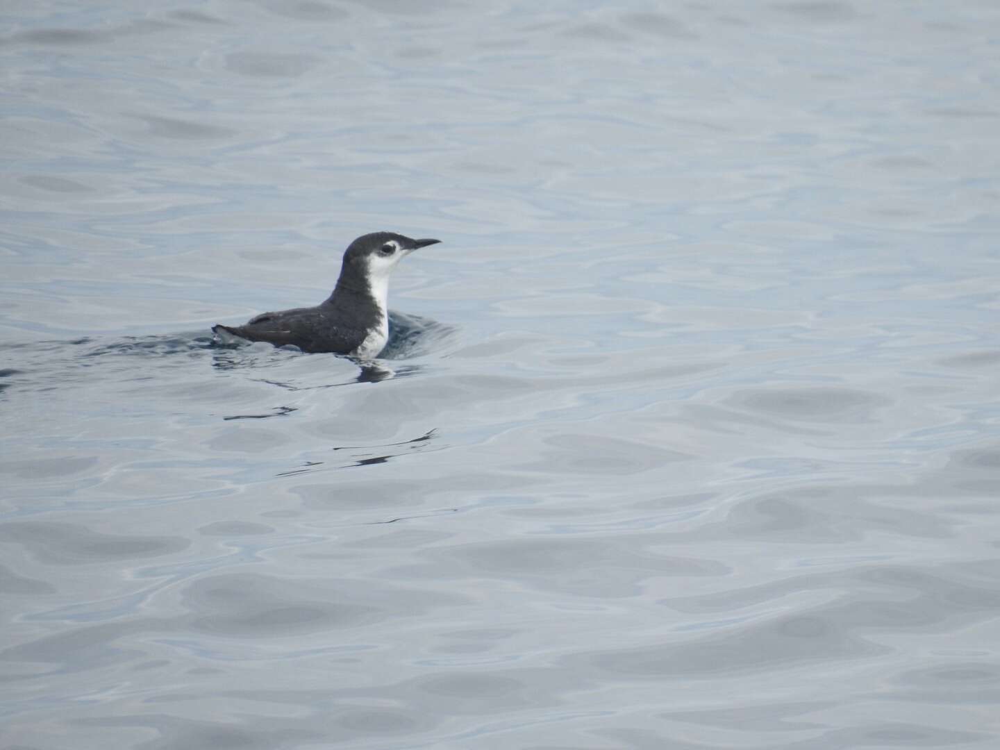 Imagem de Synthliboramphus hypoleucus (Xántus 1860)