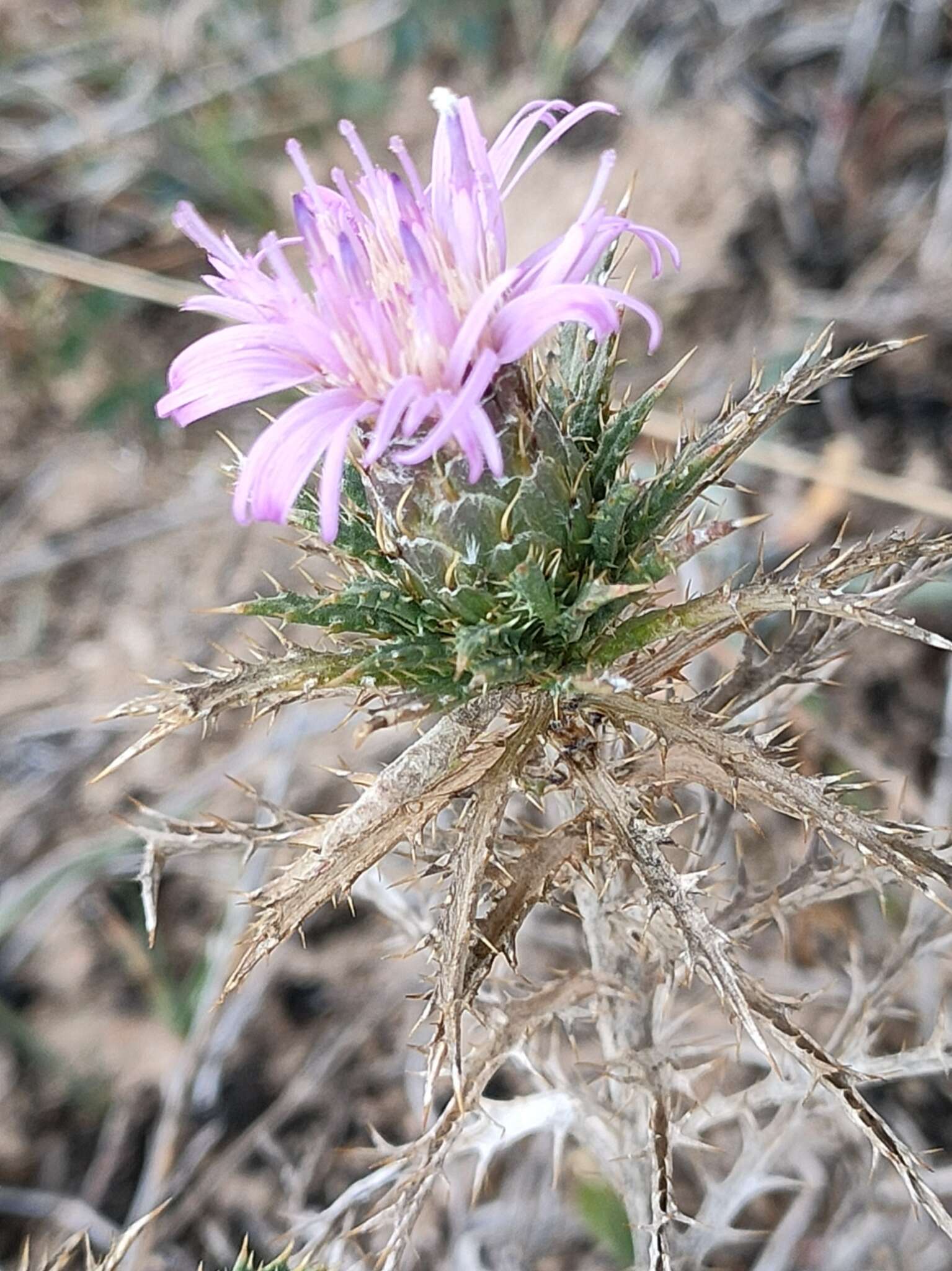 Image of Atractylis humilis L.