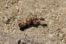 Image of Pogonomyrmex subnitidus Emery 1895