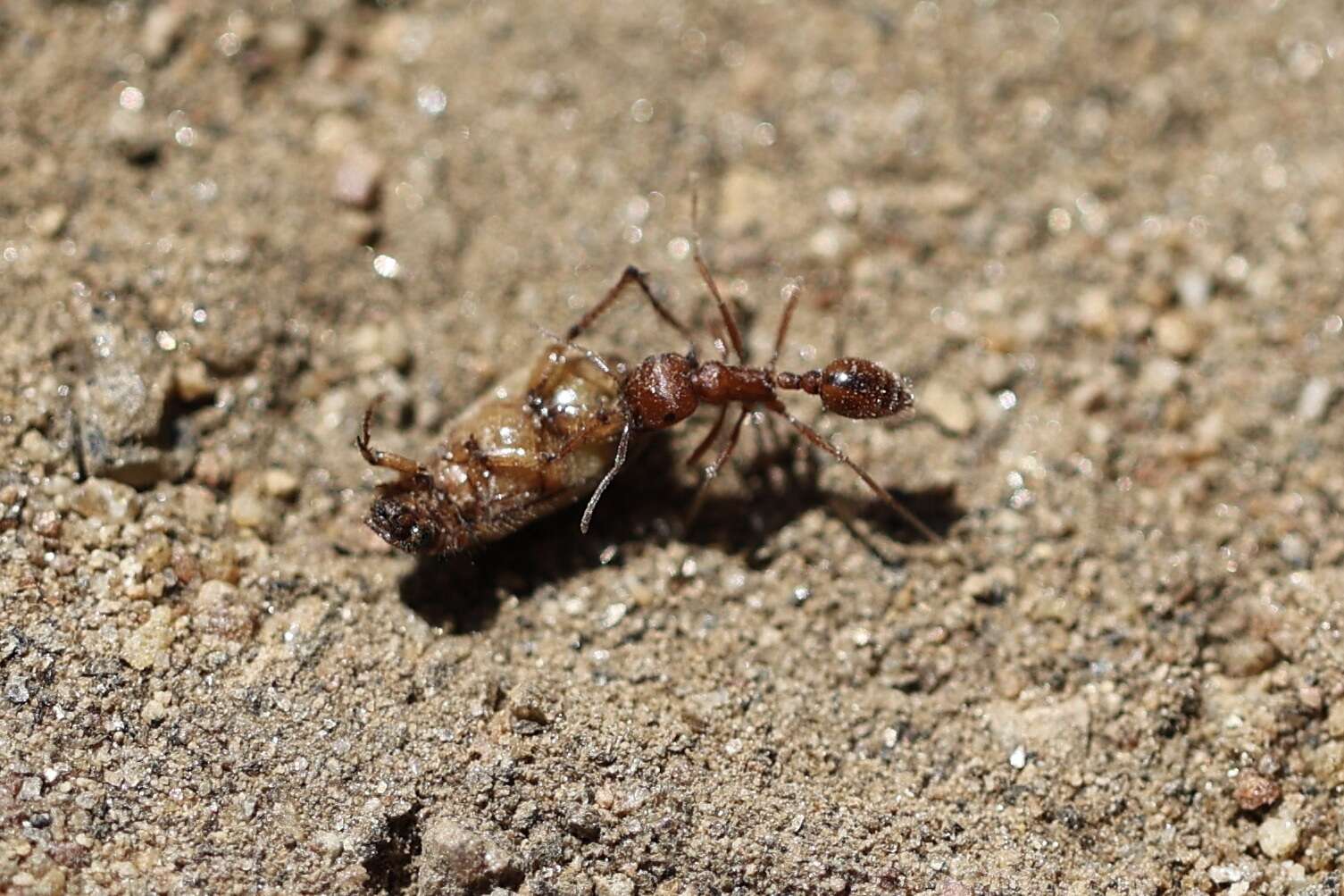 Plancia ëd Pogonomyrmex subnitidus Emery 1895