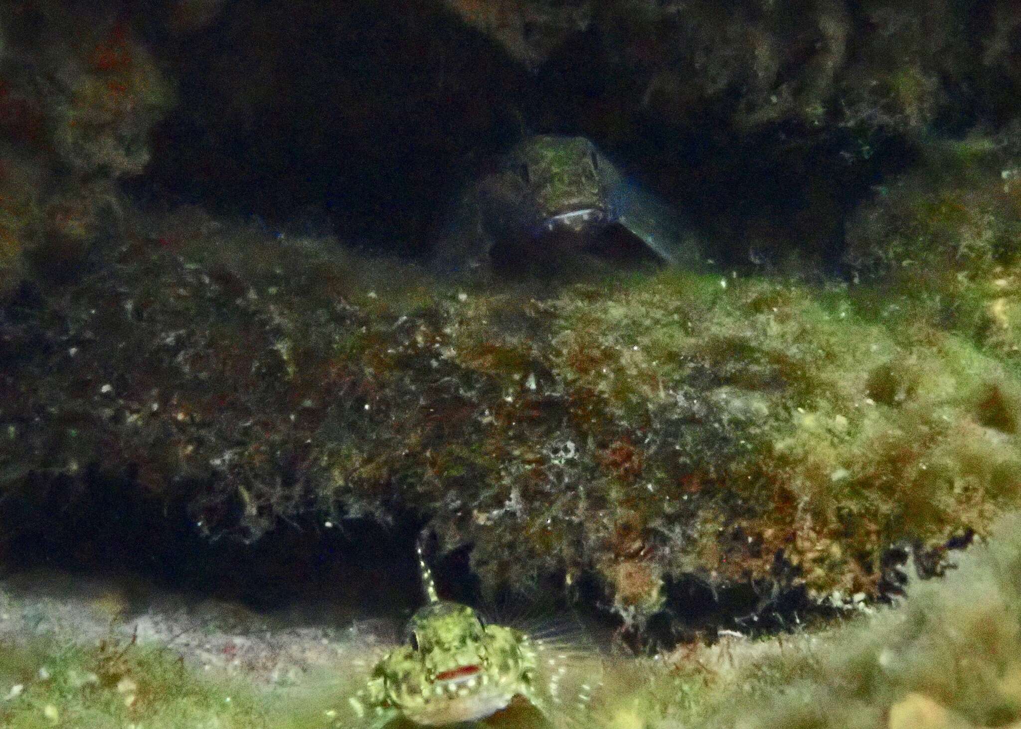 Image of Throatspotted blenny