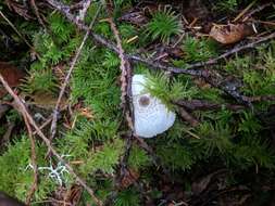 Image of Leucocoprinus brebissonii (Godey) Locq. 1943