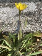 Image of lesser hawkbit