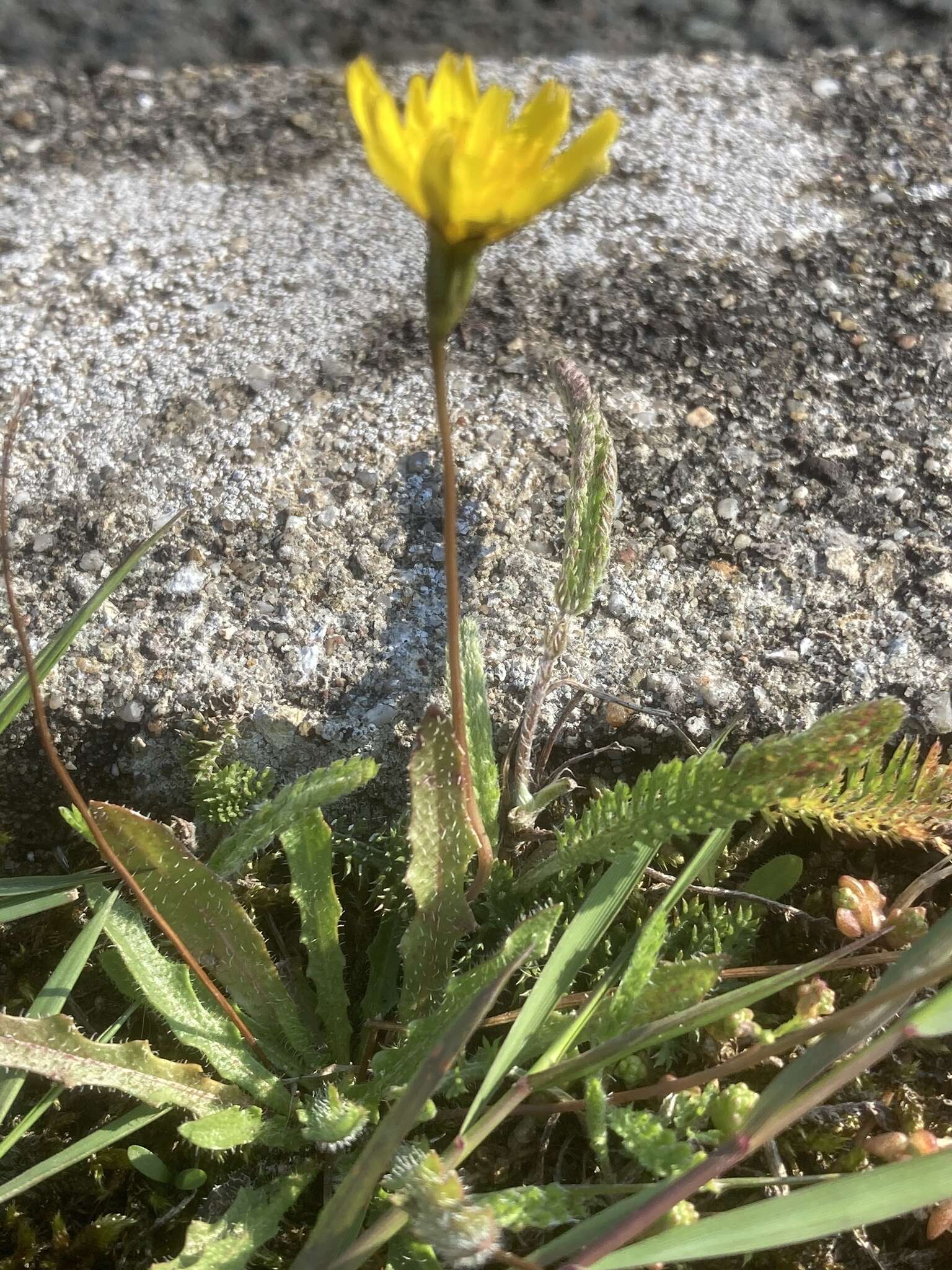 Image of lesser hawkbit