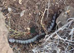 Imagem de Scolopendra galapagoensis Bollman 1889