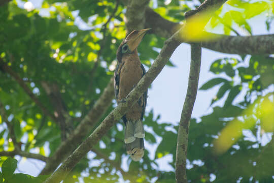 Image of Austen's Brwon Hornbill