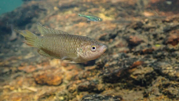 Image of Macropodus hongkongensis Freyhof & Herder 2002