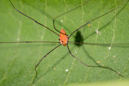 Image of Leiobunum euserratipalpe Ingianni, McGhee & Shultz 2011