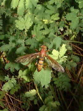 Image of <i>Blepharepium annulatum</i>