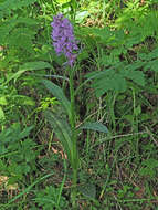 Dactylorhiza urvilleana (Steud.) H. Baumann & Künkele resmi