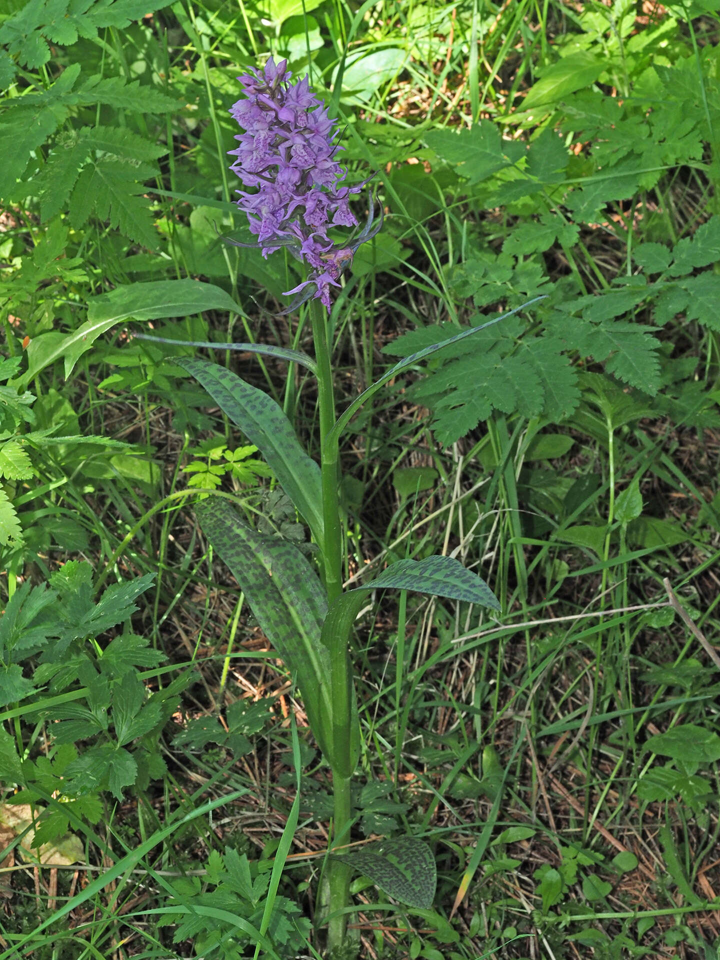 Dactylorhiza urvilleana (Steud.) H. Baumann & Künkele resmi