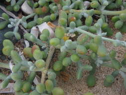 Image of Tetraena alba (L. fil.) Beier & Thulin