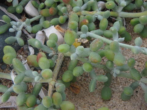 Image of Tetraena alba (L. fil.) Beier & Thulin