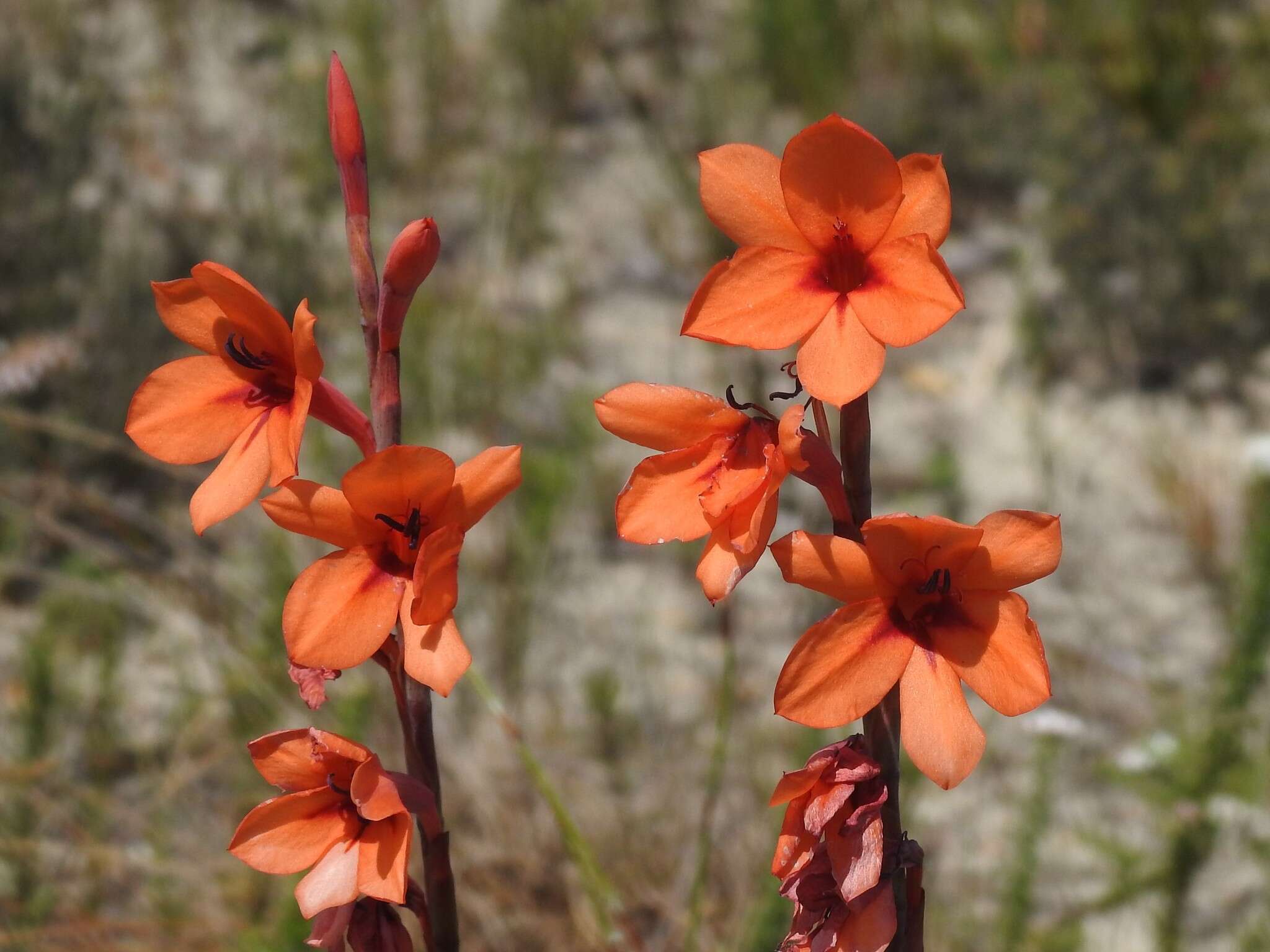 صورة Watsonia stenosiphon L. Bolus