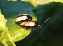 Image of Horseradish Flea Beetle