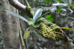 Image of Anthurium correae Croat