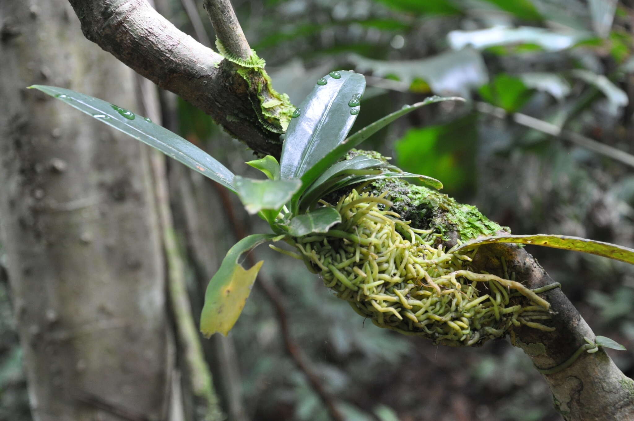 Image of Anthurium correae Croat