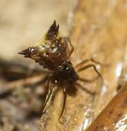 Image of Micrathena triangularis (C. L. Koch 1836)