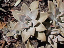 Image of Graptopetalum paraguayense (N. E. Brown) Walther