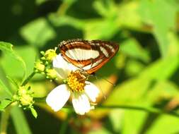 Image of Irenia Metalmark