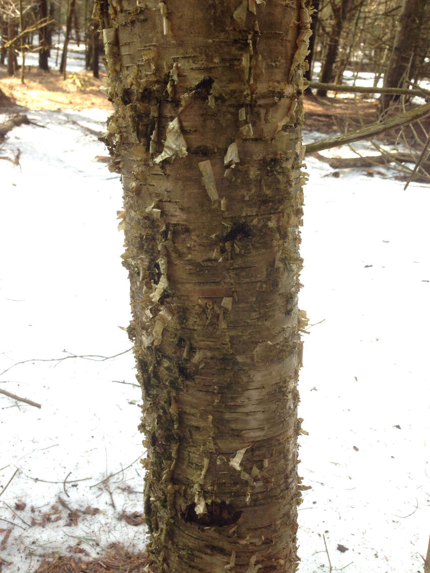 Image of Gray birch