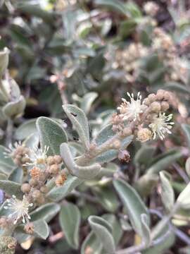 Image of Croton lanatus Lam.