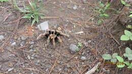 Image of Mexican Orange Beauty Tarantula