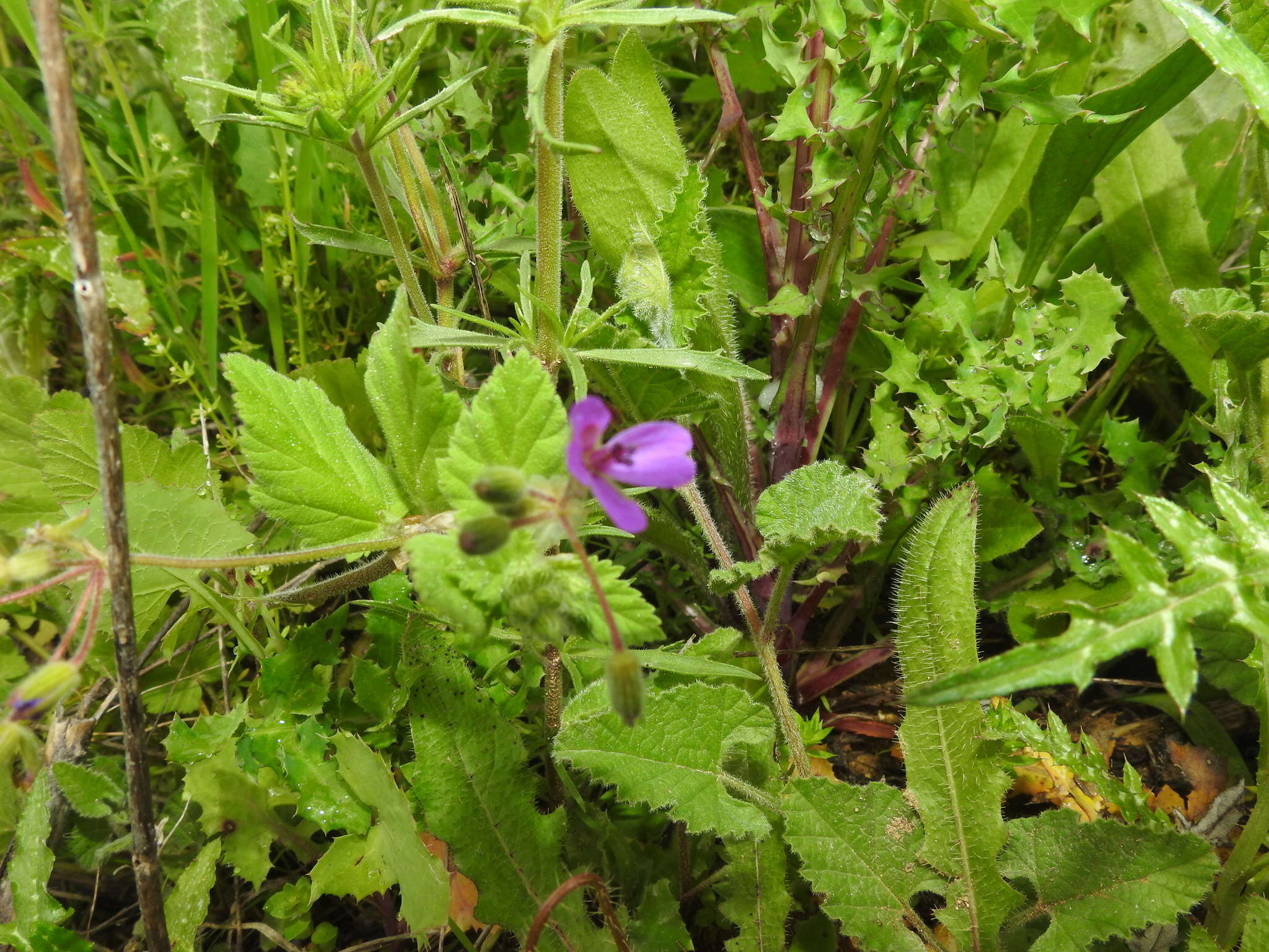 Imagem de Erodium malacoides (L.) L'Her.