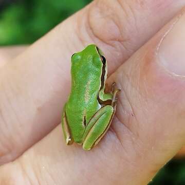 Image of Tree frog