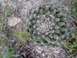 Imagem de Mammillaria zephyranthoides Scheidw.