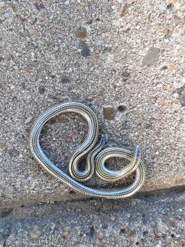 Image of Argentine Blind Snake